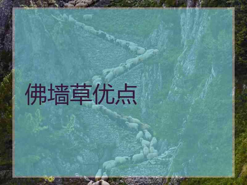 佛墙草优点