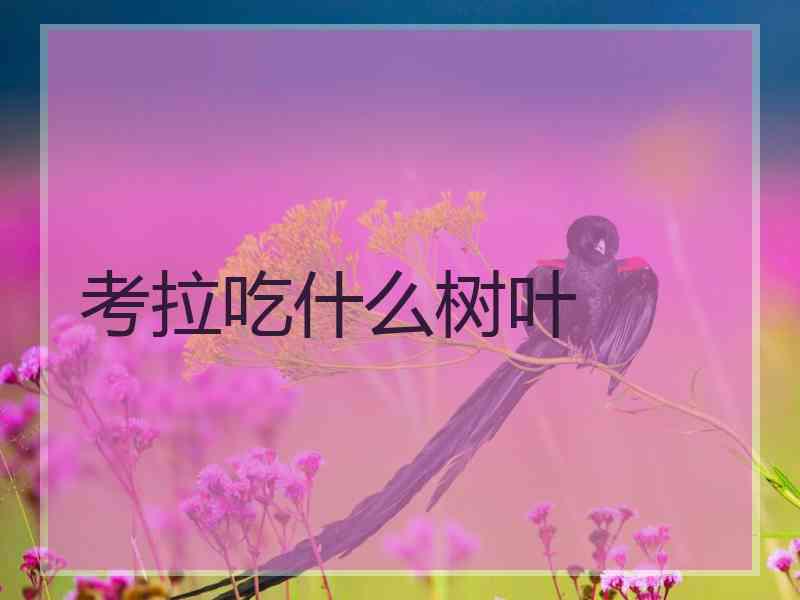 考拉吃什么树叶