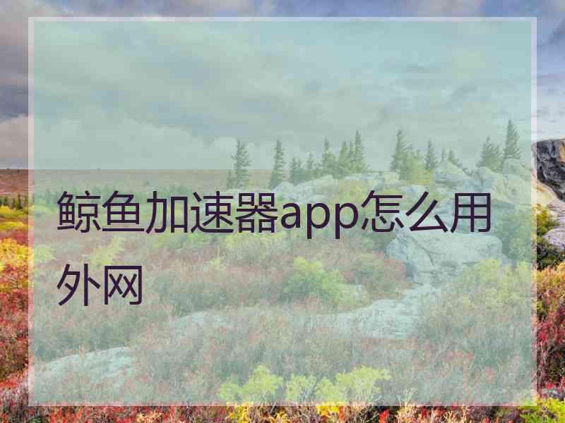 鲸鱼加速器app怎么用外网