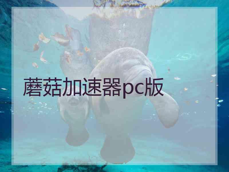 蘑菇加速器pc版