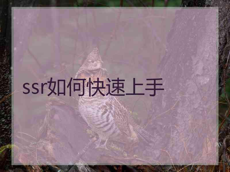 ssr如何快速上手