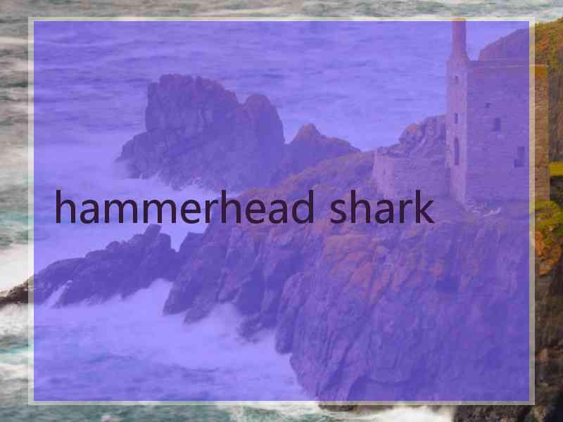 hammerhead shark